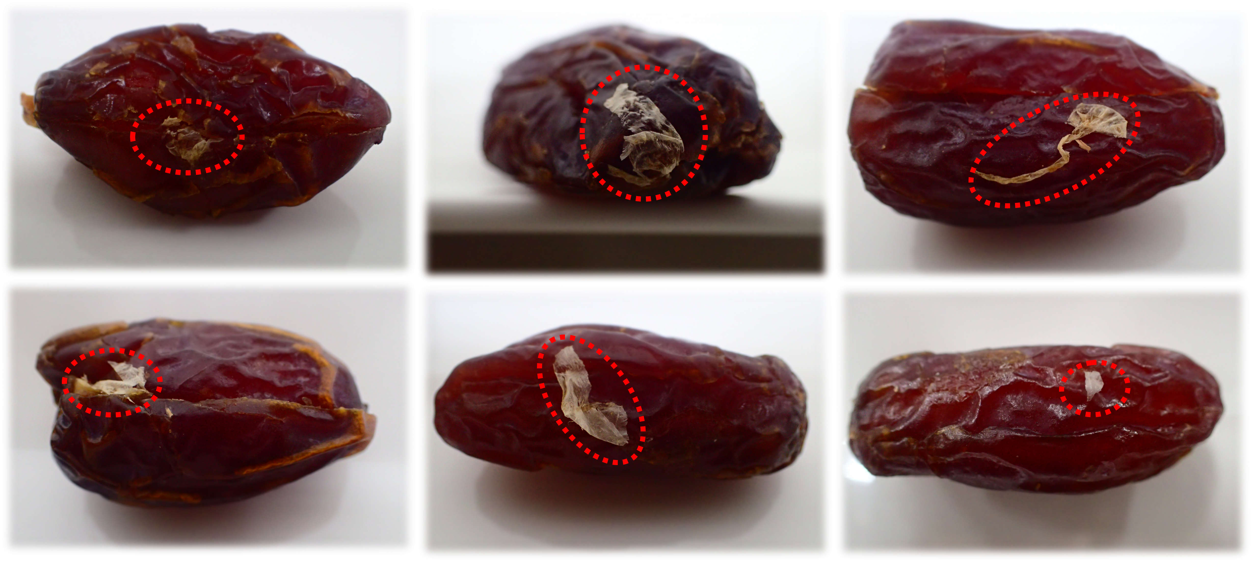 薄皮状の繊維が付着した事例_その他.png